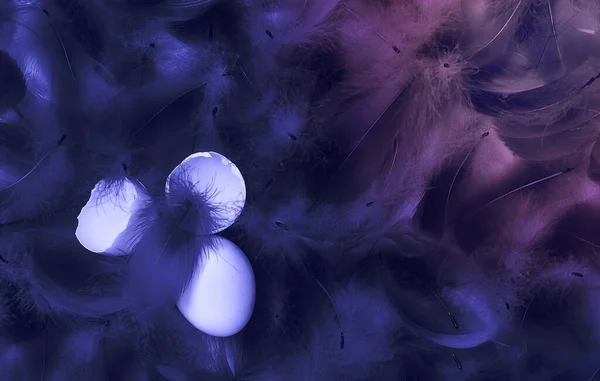 Abstraktní Nadýchané Peří Popraskané Vaječné Skořápky Pozadí Tónované Módní Barvě — Stock fotografie