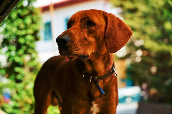 Портрет Красивой Охотничьей Собаки — стоковое фото