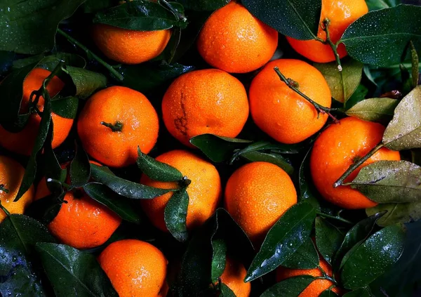 Sinaasappelen Vruchten Citrusvruchten Vitaminen Sappig Voedsel Groen Blad Oogst Boerderij — Stockfoto