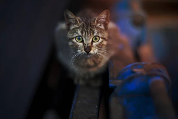 Fotografia Selettiva Focus Brown Tabby Cat — Foto Stock