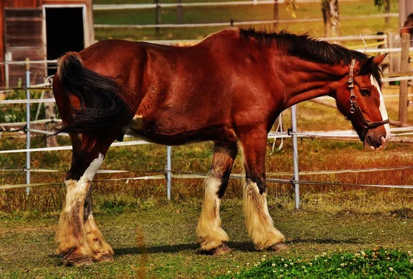 Червоний Чорний Кінь — стокове фото