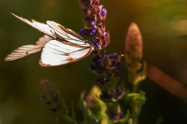 Бабочка Белыми Крыльями Собирает Пыльцу Цветка — стоковое фото