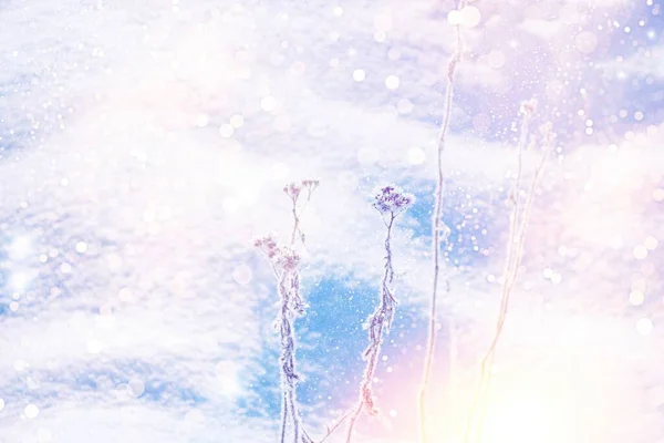 Θολωμένο Παγωμένο Γρασίδι Χειμερινό Αφηρημένο Υπόβαθρο Τοπίο Εξωτερική — Φωτογραφία Αρχείου