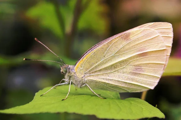 Makrofotografie Eines Geäderten Weißen Schmetterlings Auf Blatt — Stockfoto