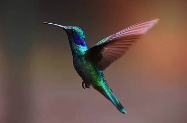 Makro Fotografia Kolorowy Koliber — Zdjęcie stockowe