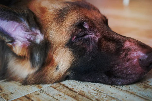 Собачье Лицо Заражается Кожным Дерматитом — стоковое фото