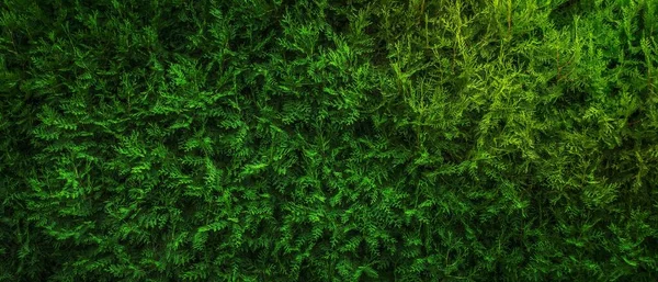 Fotografía Alta Visión Del Árbol Verde — Foto de Stock