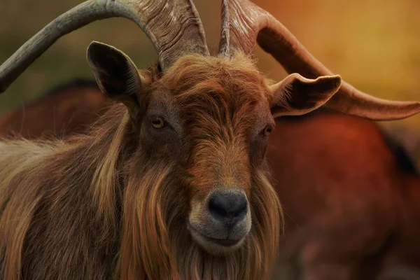 Επιλογή Φωτογραφία Εστίαση Του Brown Goat — Φωτογραφία Αρχείου