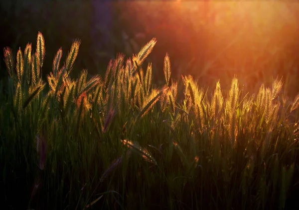 Uma Imagem Grass Field — Fotografia de Stock