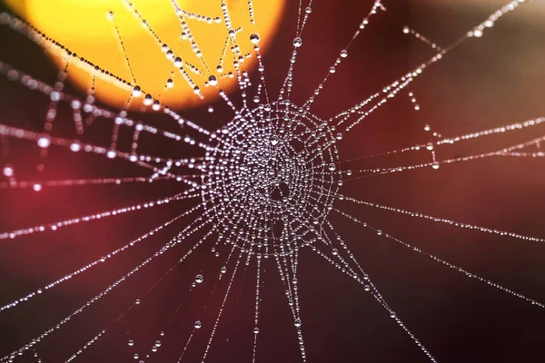 Image Wet Spiderweb — Stock Photo, Image