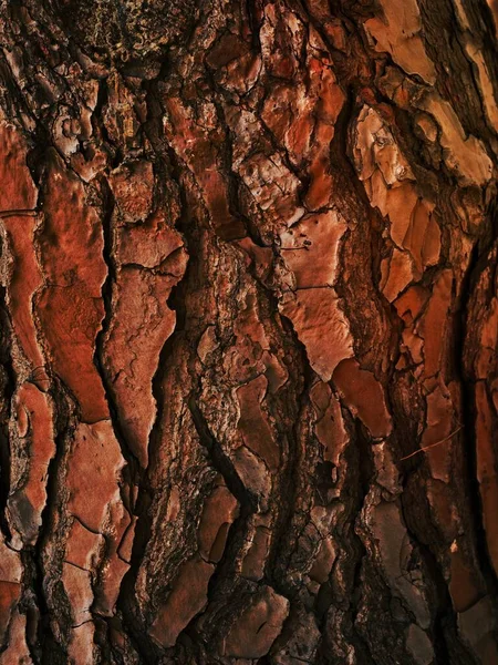 Textura Uma Árvore Velha — Fotografia de Stock