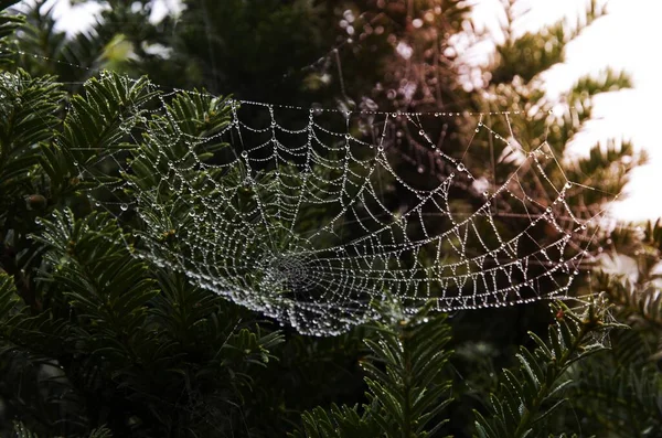 Spinnennetz Auf Grünem Laub — Stockfoto