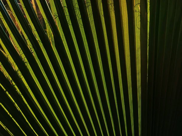 Foglie Palma Verde Vicino — Foto Stock