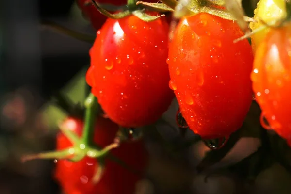 Tomaten Garten Nahaufnahme Nass Rot Obst Gemüse Lebensmittel Organisch Natürlich — Stockfoto