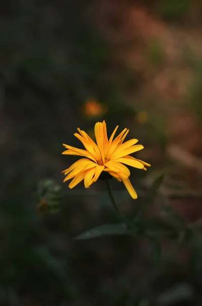 Belles Fleurs Poussent Dans Jardin — Photo