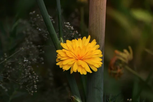 Hermosas Flores Crecen Jardín — Foto de Stock