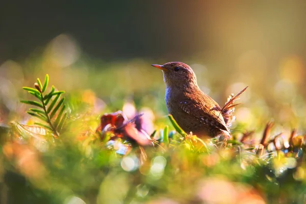 Kahverengi Kuşun Seçici Odak Fotoğrafı — Stok fotoğraf