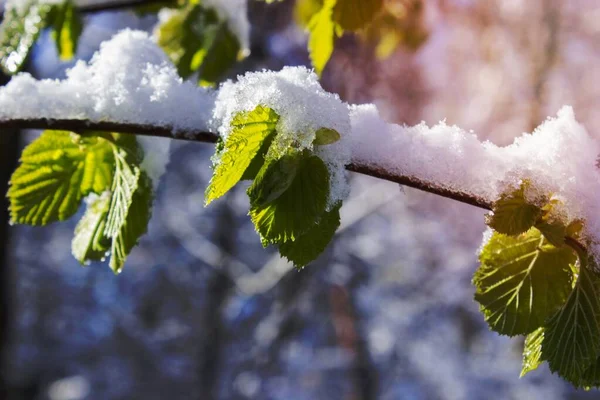 Snow Capped Leaves Στο Branch Μέρα — Φωτογραφία Αρχείου