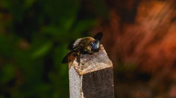 Detailaufnahme Einer Borneo Riesenbiene Die Auf Holz Hockt Riesenbiene — Stockfoto