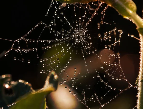 Wassertropfen Auf Spinnennetz Unter Blättern — Stockfoto