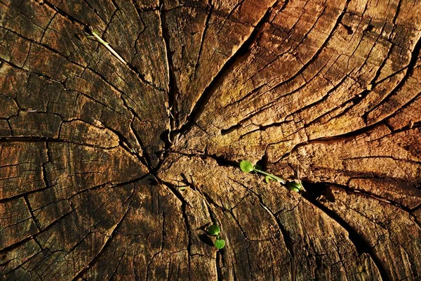 Старе Дерево Закри — стокове фото