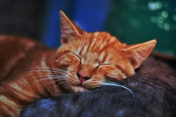 Dormir Naranja Tabby Gato — Foto de Stock