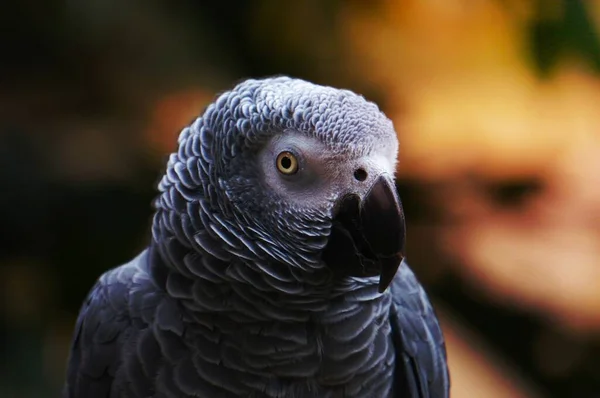 Fotografía Enfoque Selectivo Gray Bird — Foto de Stock