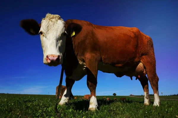 奶牛站在草场上的画像 — 图库照片