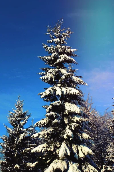 Πεύκα Καλυμμένα Χιόνι — Φωτογραφία Αρχείου