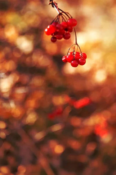 Stock image Autumn natural yellow orange blank defocused background with red viburnum berries. Beauty in nature in autumn.