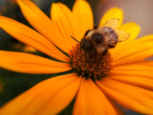 Arı Bahar Çiçek Polen Doğa Açık Hava Organik Doğal Kanatlar — Stok fotoğraf