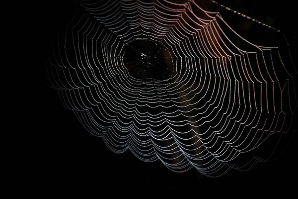 Fotografía Primer Plano Spider Web — Foto de Stock