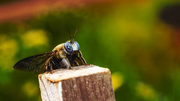 Dettaglio Primo Piano Del Borneo Giant Bee Appollaiato Legno Ape — Foto Stock