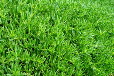 Bitkinin küçük yeşil filizleri