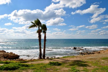 Sahilde palmiye ağaçları