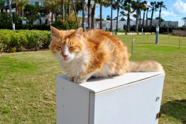Kırmızı ve beyaz kedi kutunun üzerinde oturuyor.