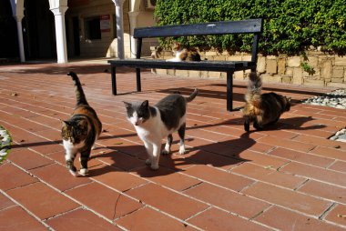 Kediler bahçede yürüyor.