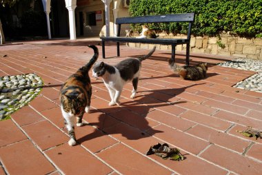 Bahçede dört farklı kedi