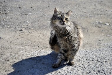 Kedi tırmalıyor, Kıbrıs