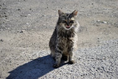 Kedi dilini gösteriyor.