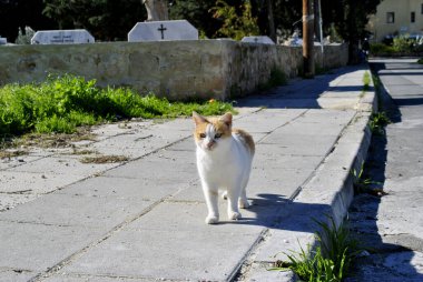 Kedi kameraya doğru yürüyor.