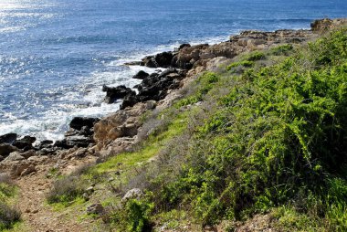Yeşil çalılar ve mavi deniz