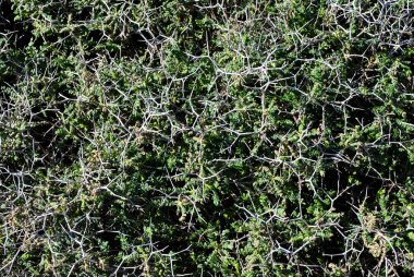 Büyük iğneli yeşil çalı