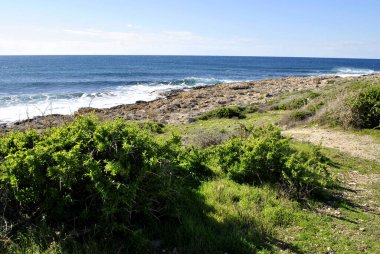 Sahildeki yeşil çalılar