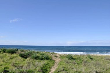 Green grass on the seashore