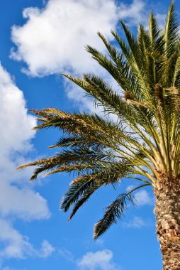 Palmiye ağacının yarısı