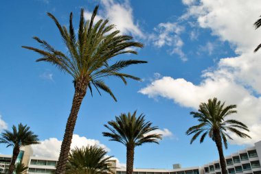 Kıbrıs 'taki otelin yakınındaki ağaçlara çarp