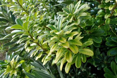 Yeşil yapraklar, yapraklar, bitki örtüsü ve bitki örtüsü.