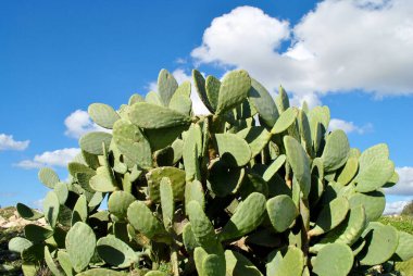 Mavi gökyüzünde büyük bir kaktüs çalısı