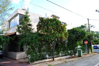 Orange tree in Cyprus near the house
